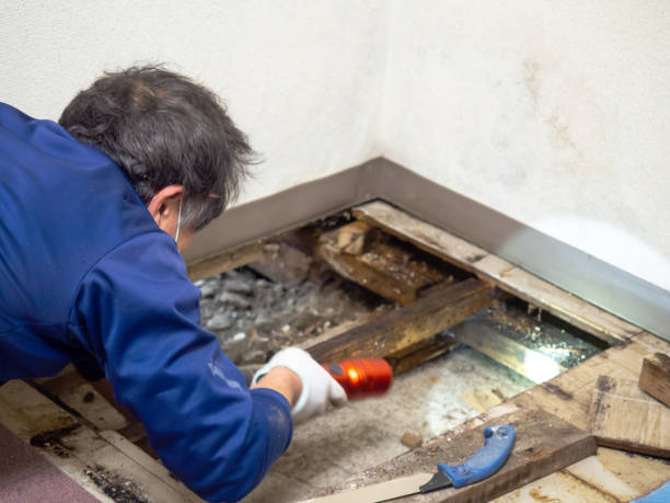 Mold Removal and Inspection in Big Bear City, CA