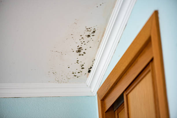 Best Mold Damage Repair  in Big Bear City, CA