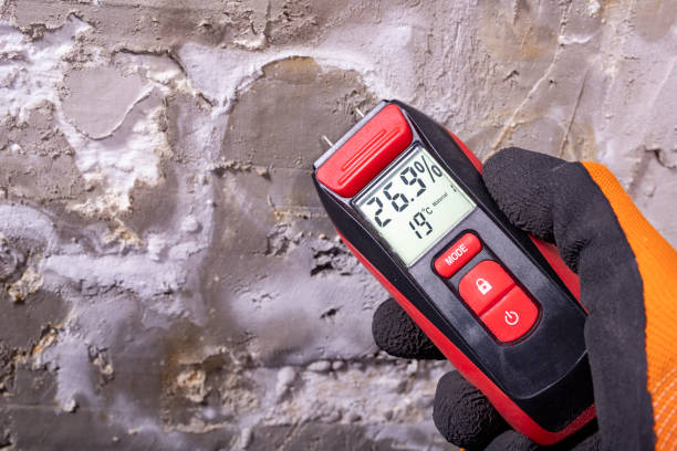 Best Commercial Mold Removal  in Big Bear City, CA