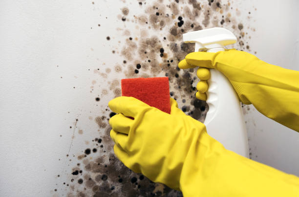 Best Best Mold Removal Companies  in Big Bear City, CA