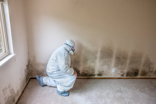 Best Black Mold Removal  in Big Bear City, CA