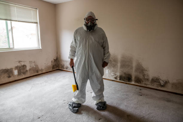 Office Mold Removal Services in Big Bear City, CA
