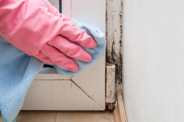 Best Crawl Space Mold Removal  in Big Bear City, CA