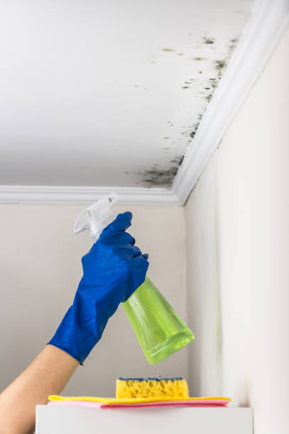 Best Local Mold Removal Service  in Big Bear City, CA
